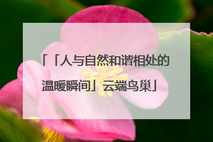 「人与自然和谐相处的温暖瞬间」云端鸟巢