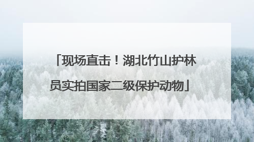 现场直击！湖北竹山护林员实拍国家二级保护动物