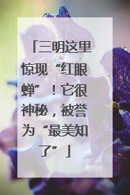 三明这里惊现“红眼蝉”！它很神秘，被誉为“最美知了”