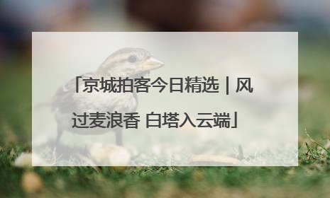 京城拍客今日精选｜风过麦浪香 白塔入云端
