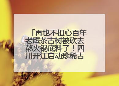 再也不担心百年老鹰茶古树被砍去熬火锅底料了！四川开江启动珍稀古茶树专项保护