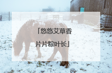 悠悠艾草香 片片粽叶长