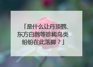 是什么让丹顶鹤、东方白鹳等珍稀鸟类纷纷在此落脚？