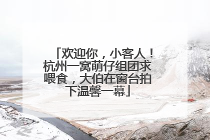 欢迎你，小客人！杭州一窝萌仔组团求喂食，大伯在窗台拍下温馨一幕