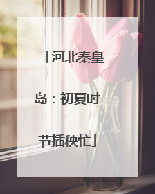 河北秦皇岛：初夏时节插秧忙