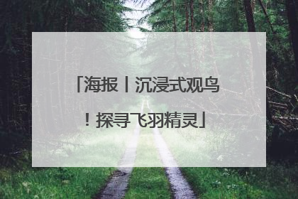 海报丨沉浸式观鸟！探寻飞羽精灵