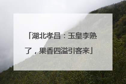 湖北孝昌：玉皇李熟了，果香四溢引客来