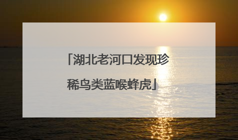 湖北老河口发现珍稀鸟类蓝喉蜂虎