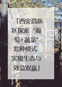 西安高新区探索“葡萄+蔬菜”套种模式 实现生态与效益双赢