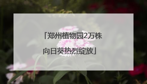 郑州植物园2万株向日葵热烈绽放