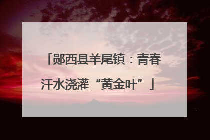 郧西县羊尾镇：青春汗水浇灌“黄金叶”