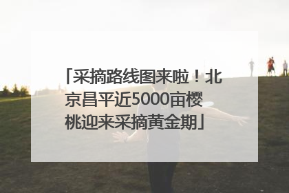 采摘路线图来啦！北京昌平近5000亩樱桃迎来采摘黄金期