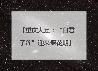 重庆大足：“白君子莲”迎来盛花期
