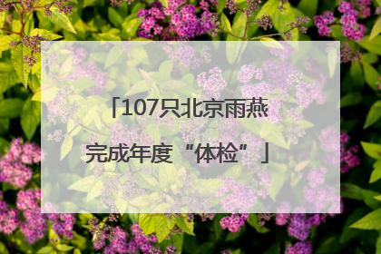 107只北京雨燕完成年度“体检”