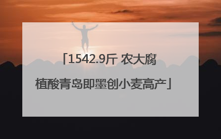 1542.9斤 农大腐植酸青岛即墨创小麦高产